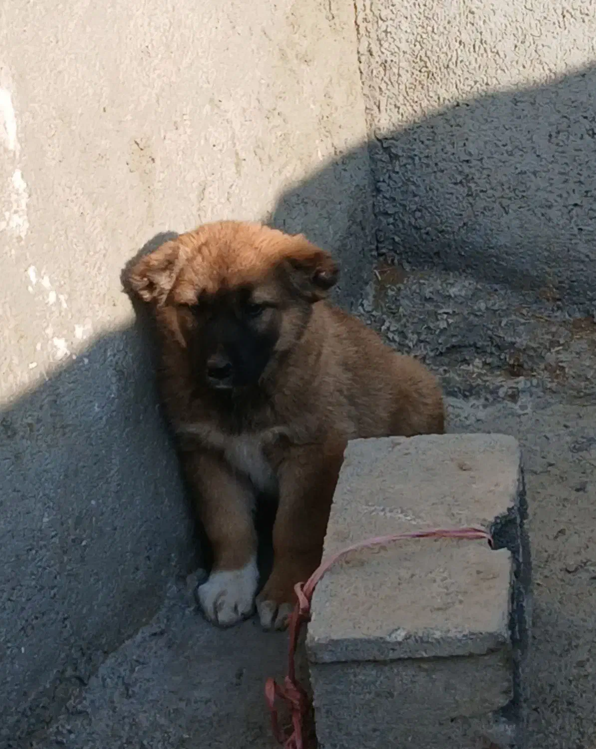 توله سگ|سگ|چناران, |دیوار