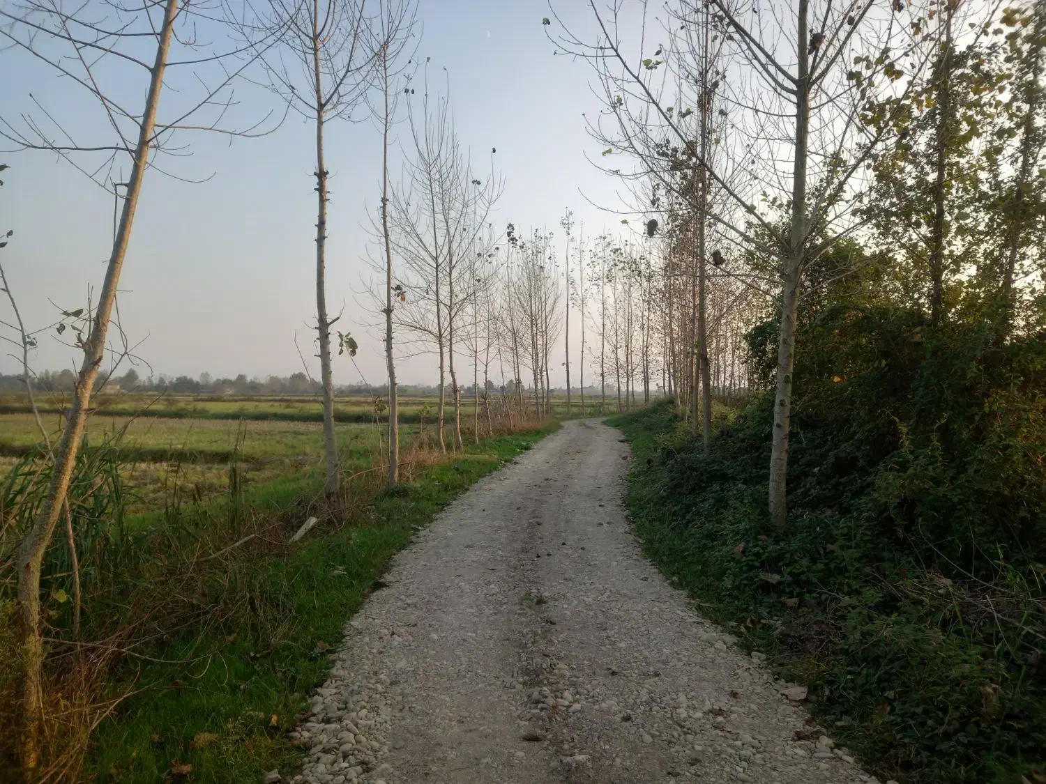 فروش۱۶هزارمتر زمین کشاورزی سنتی بر جاده|فروش زمین و ملک کلنگی|شفت, |دیوار