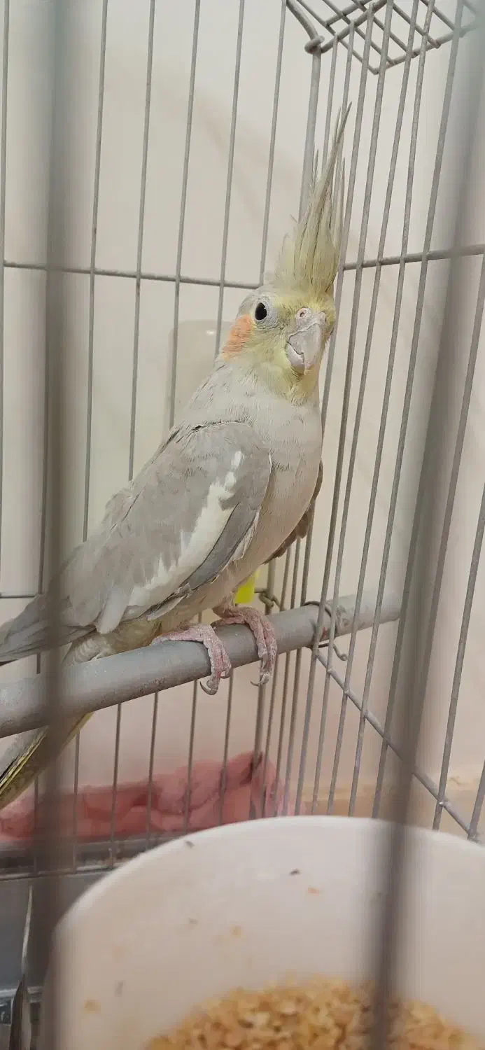 عروس هلندی|پرنده|برخوار, |دیوار