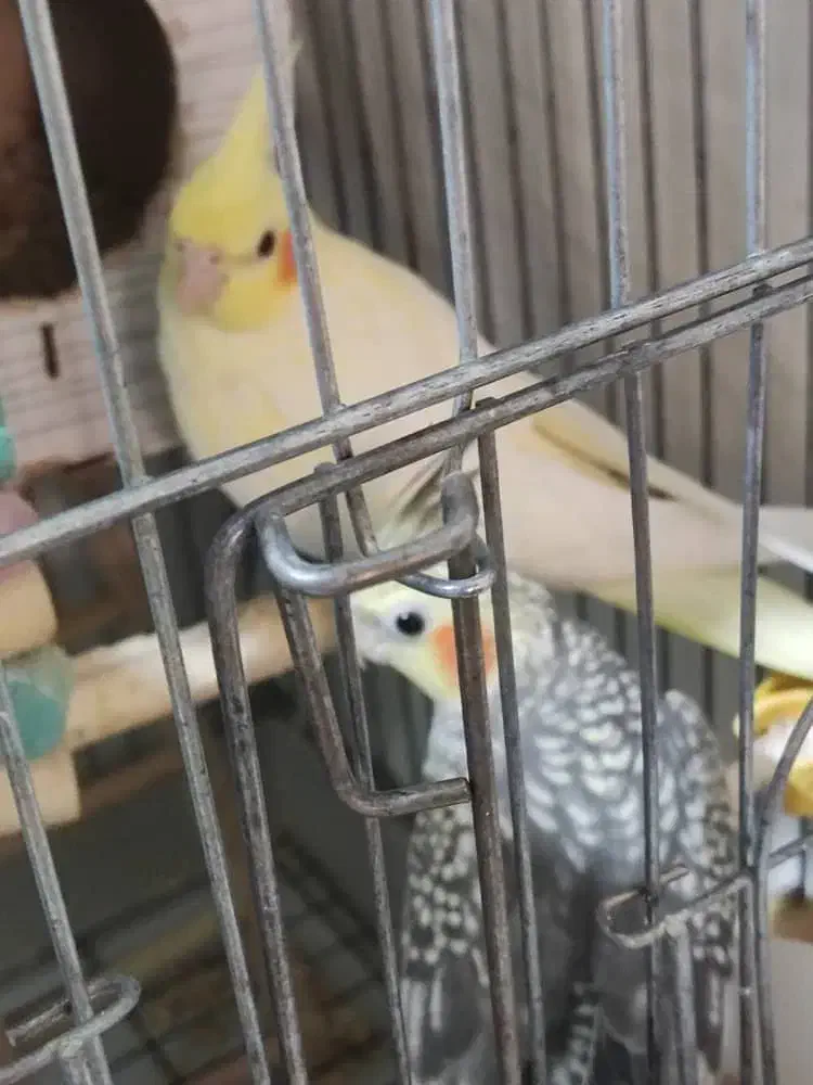 جوجه عروس هلندی|پرنده|وحیدیه, |دیوار