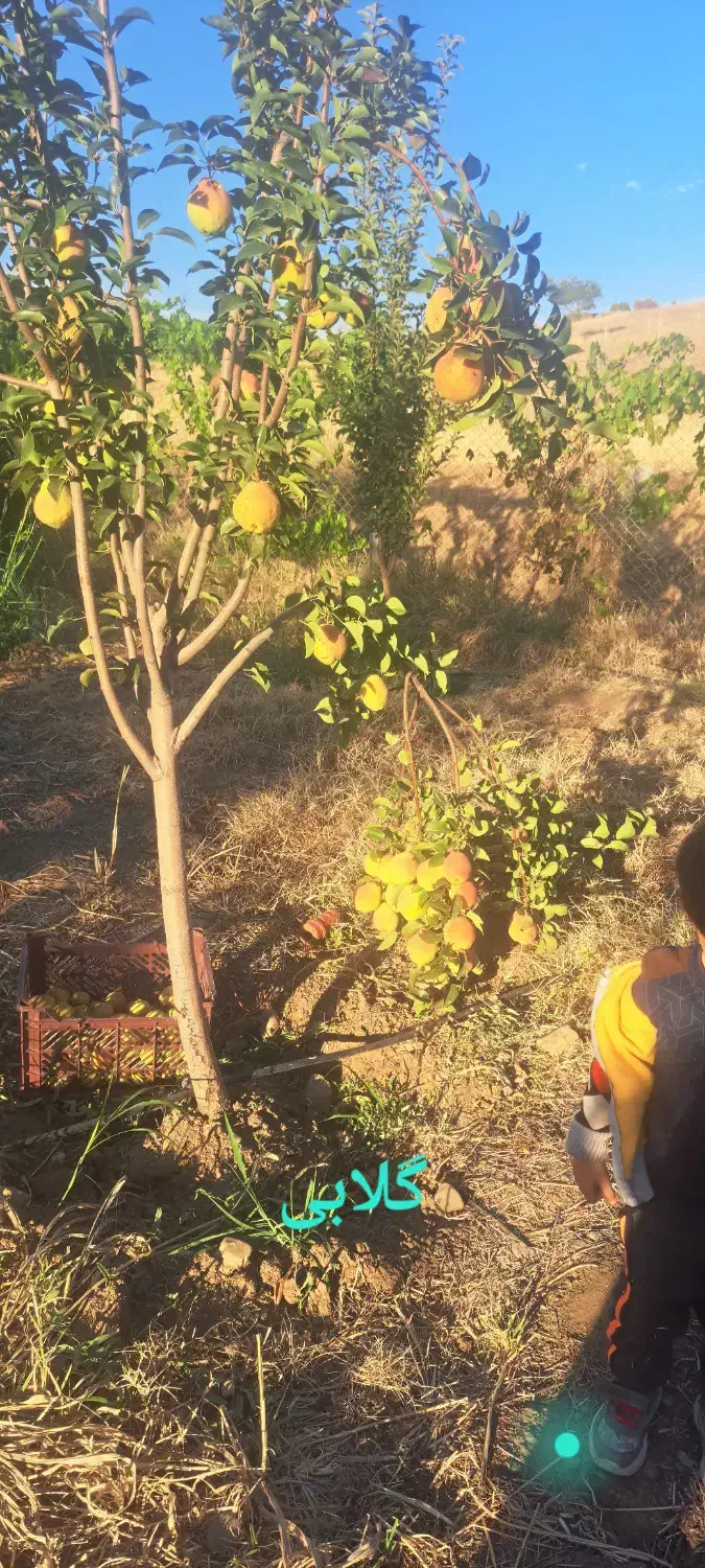 فروش باغ ۵ ساله به ثمر رسیده|فروش زمین و ملک کلنگی|بانه, |دیوار