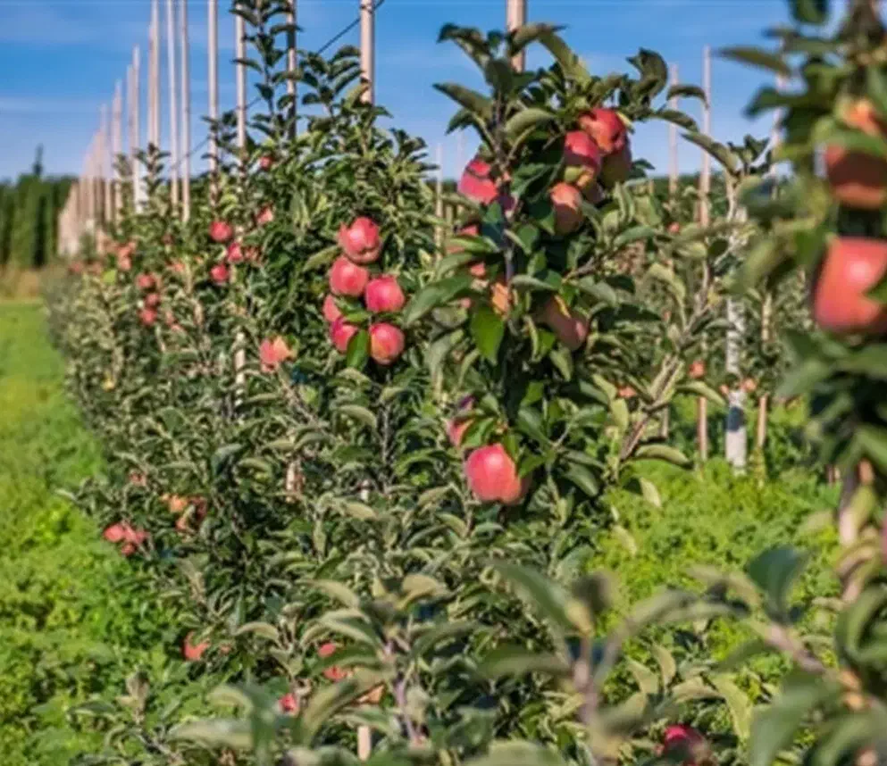 فروش ویژه پایه کشتبافتی سیب ملورین|خدمات باغبانی و درختکاری|سردشت, |دیوار