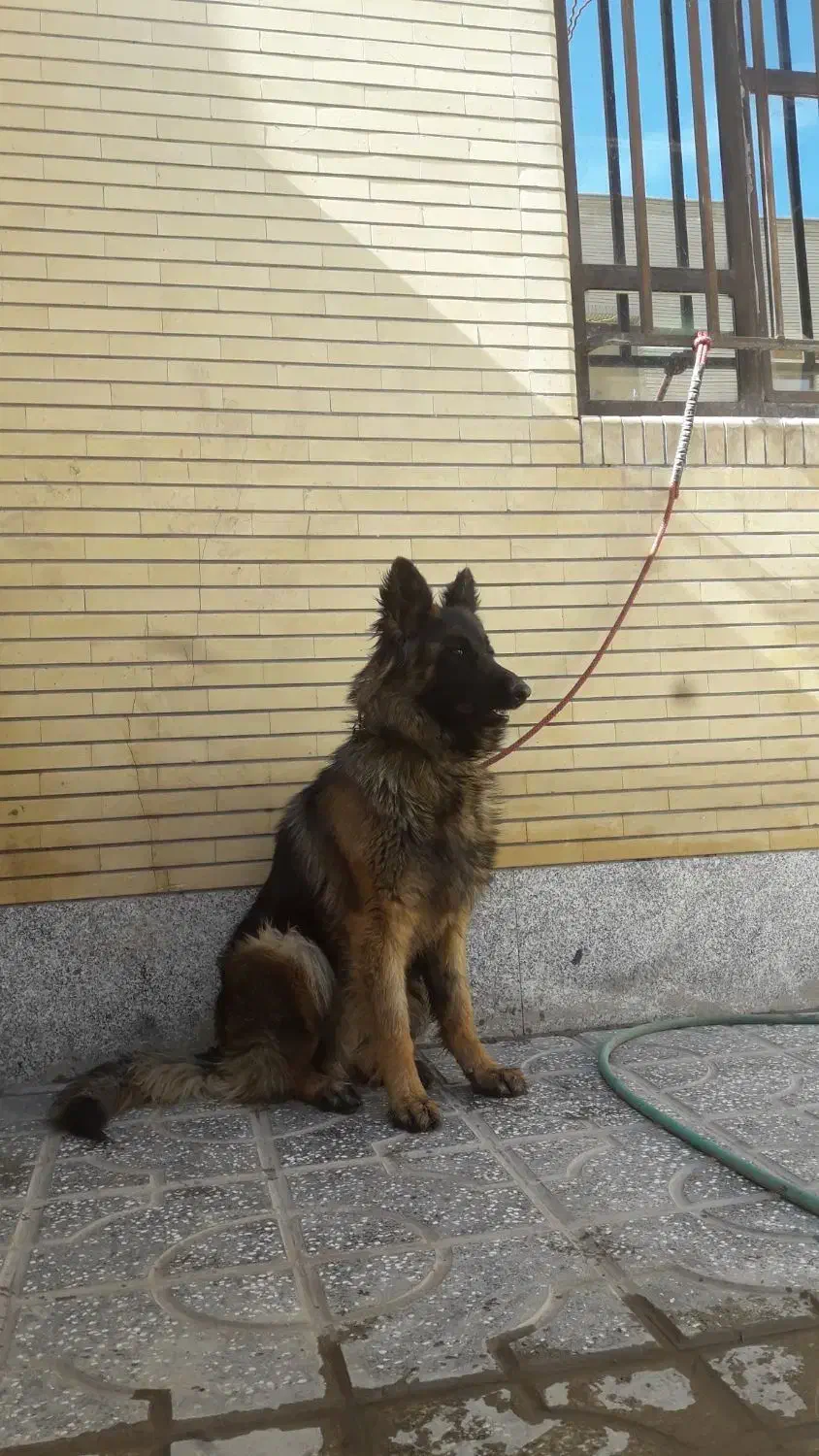 ژرمن ماده دو ساله|سگ|کرمان, |دیوار