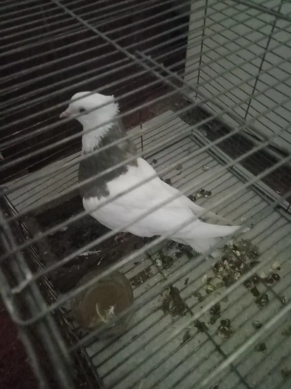 طوقی مفلق ماده|پرنده|رباط‌کریم, رباط‌کریم|دیوار