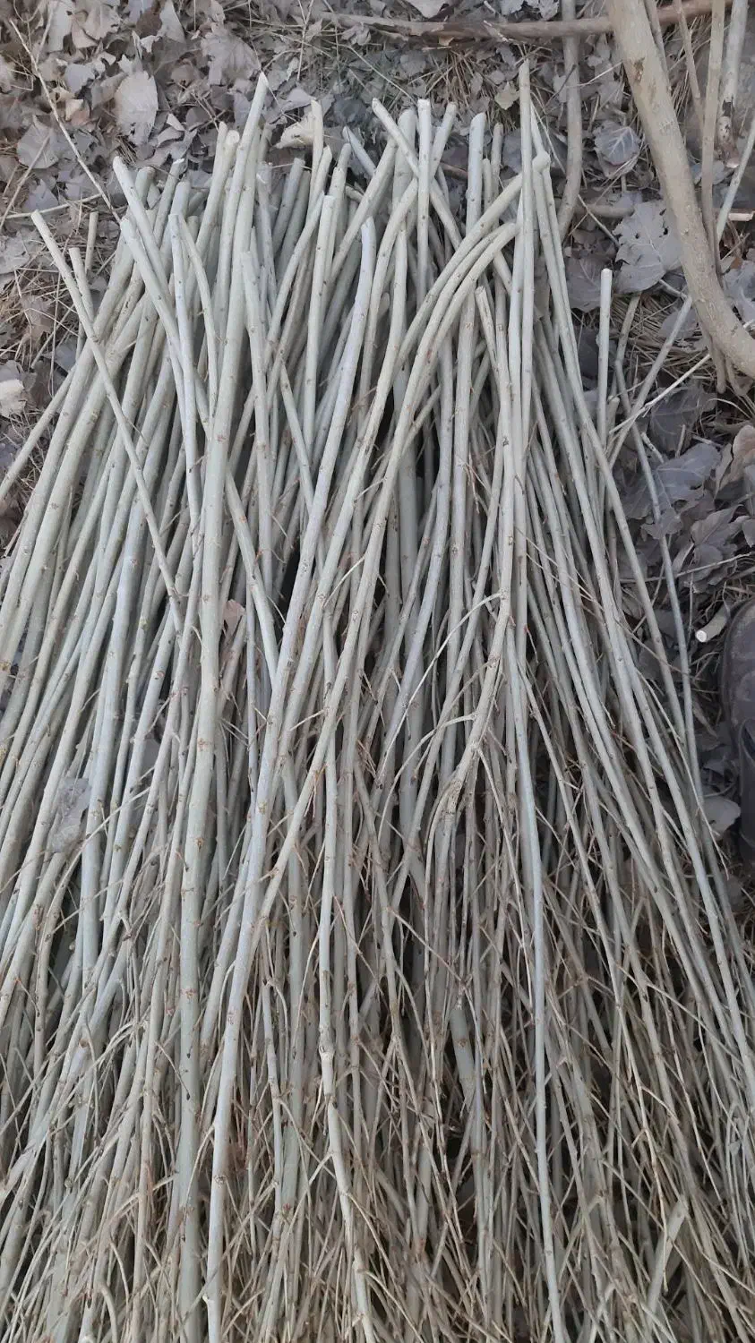 قلمه یا مومه صنوبر|خدمات باغبانی و درختکاری|شاهین دژ, |دیوار