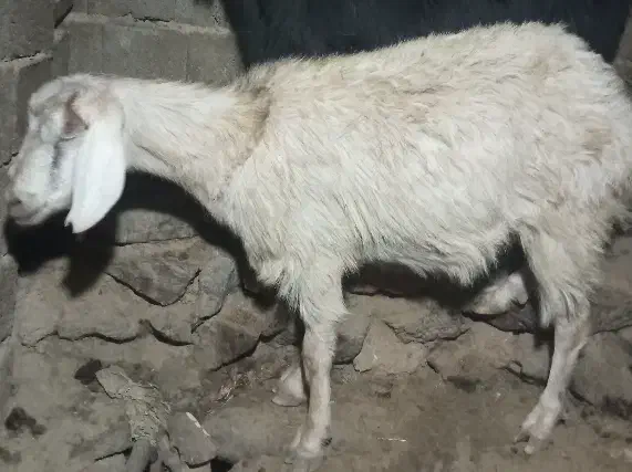 بز آبستن و بز بزغاله و گوسفنده آبستن و کاور ماده|حیوانات مزرعه|سارال, |دیوار