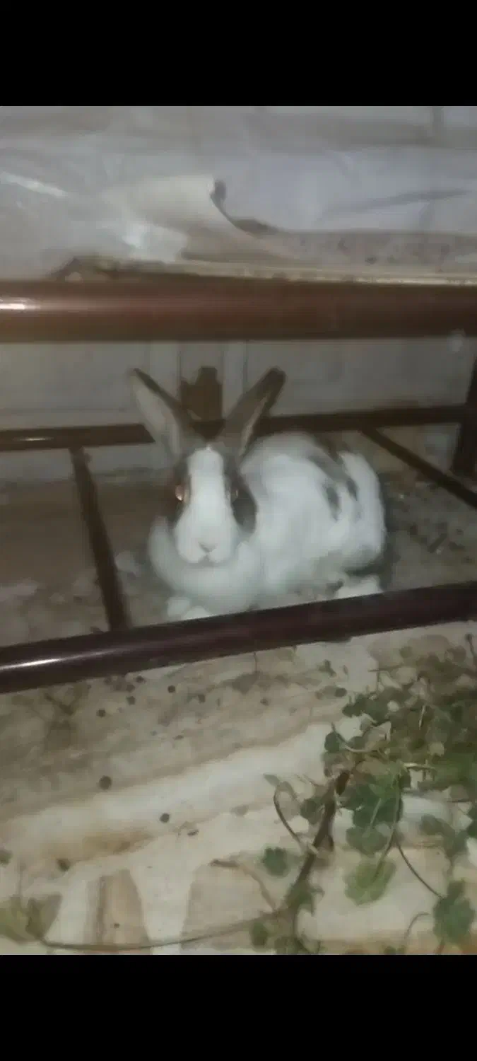 خرگوش|موش و خرگوش|فارسان, |دیوار