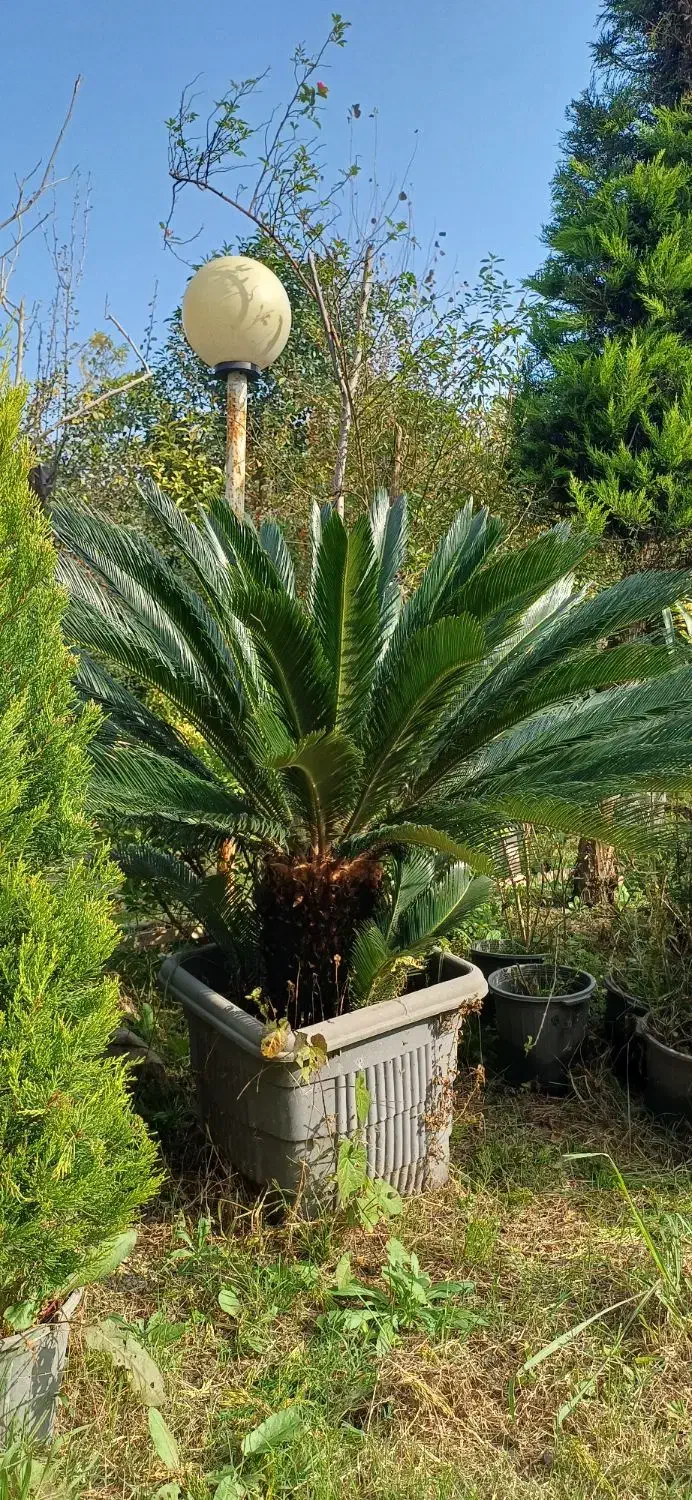 گیاه سیکاس وگل توری و شمشاد پیوندی و سرو لافسون|گل و گیاه طبیعی|چاف و چمخاله, |دیوار