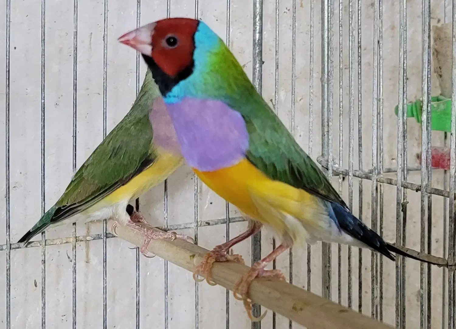 فنچ گلدین جوجه|پرنده|کرمان, |دیوار