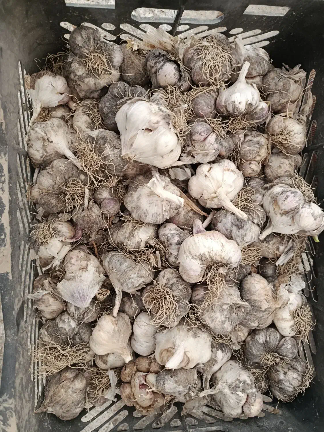 سیر درجه یک بذری|خوردنی و آشامیدنی|سردرود, |دیوار