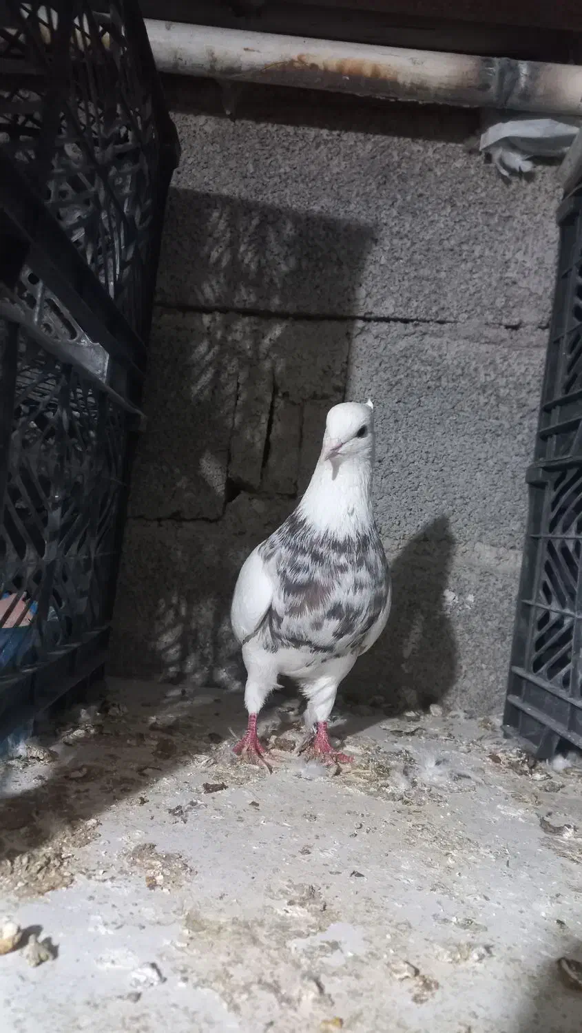 طوقی نر الماسی خال سیاه اجری همه چی تو عکس مشخص|پرنده|دره شهر, |دیوار