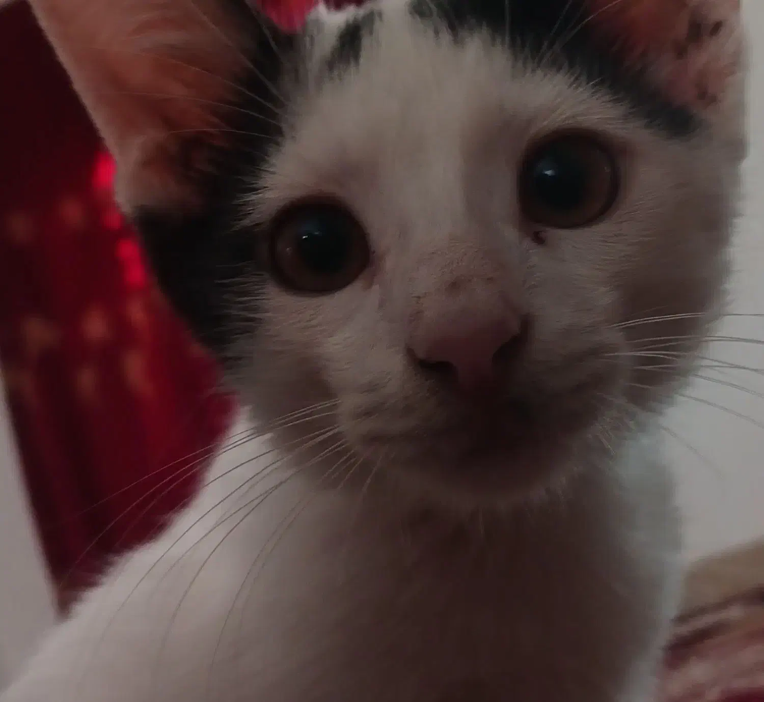 گربه سفید و مشکی|گربه|گالیکش, |دیوار