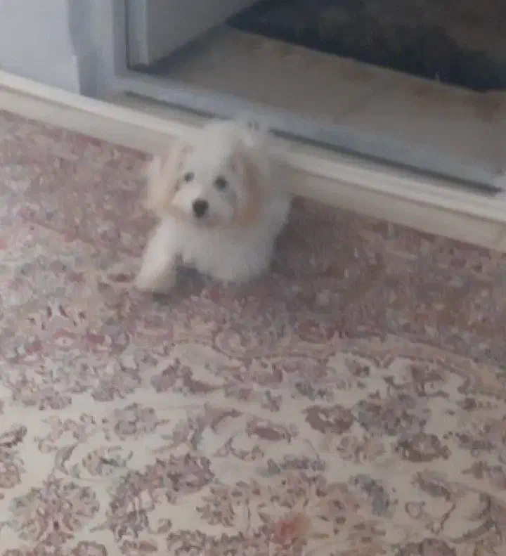 سگ پامر|سگ|قروه, |دیوار