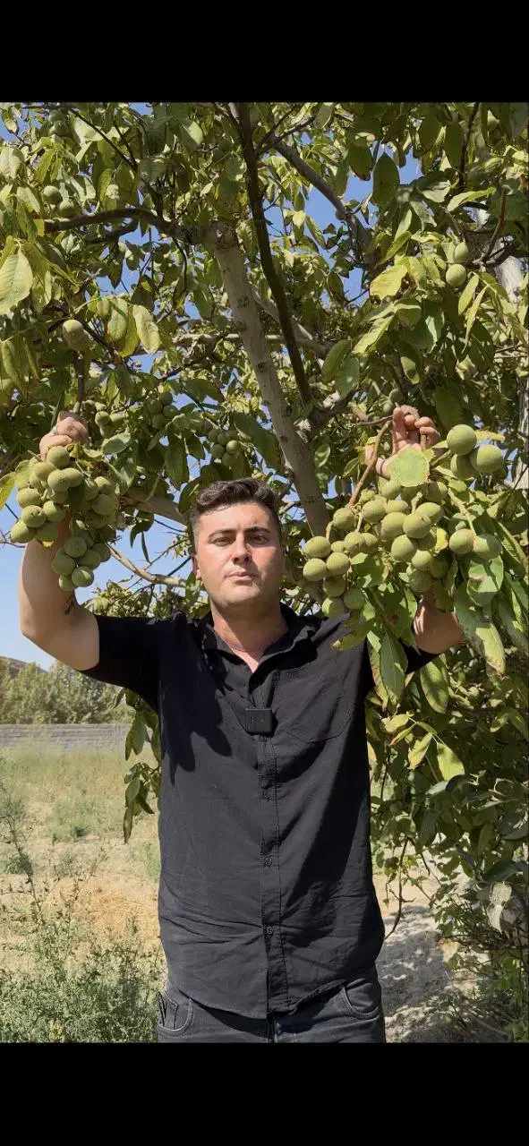 نهالستان غرب نهال دارای ارقام متنوع نهال دیرگل|خدمات باغبانی و درختکاری|خرم‌آباد, |دیوار