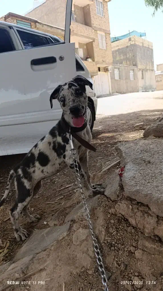 توله سگ گریدن|سگ|خرامه, |دیوار