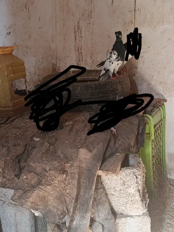 جفت کفتر|پرنده|قائن, |دیوار