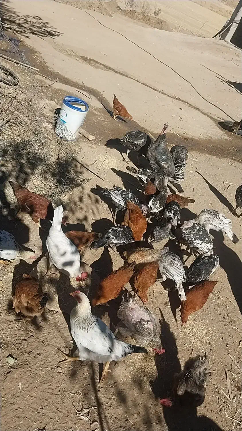 بوقلمون ومرغ تخمگذار فروشی|حیوانات مزرعه|کرفتو, |دیوار