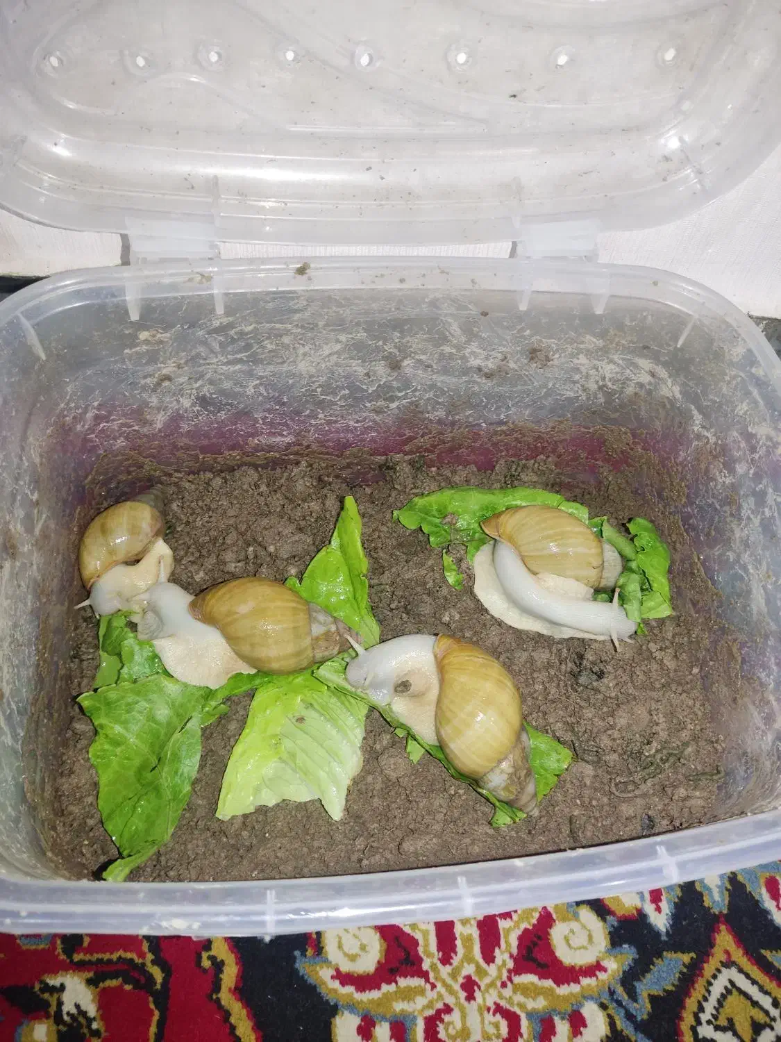 حلزون آلبینو سایز|خزنده|دزفول, |دیوار