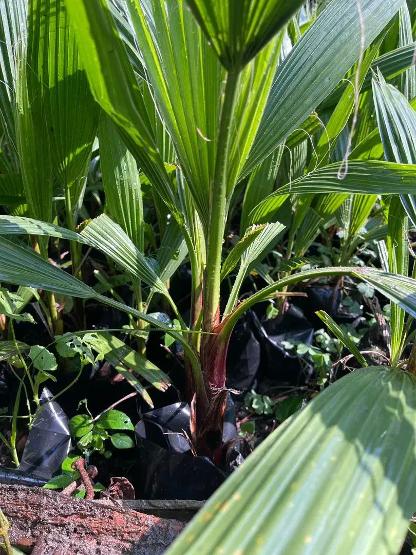 پالم تنه قرمز نایلکس|گل و گیاه طبیعی|بابل, |دیوار