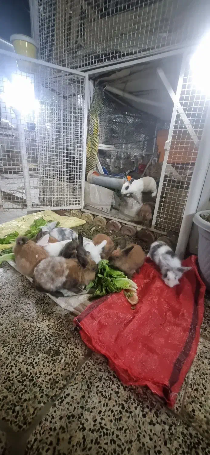 خرگوش لوپ|موش و خرگوش|قروه, |دیوار