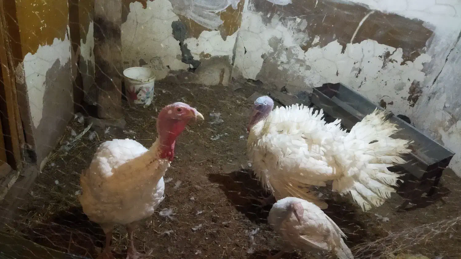 بوقلمون بیوتی نر گوشتی|حیوانات مزرعه|اردبیل, |دیوار