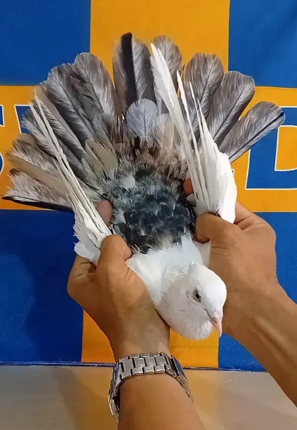 دمبی سرور کبوتر حیدری خوزستان|پرنده|تهران, هاشمی|دیوار