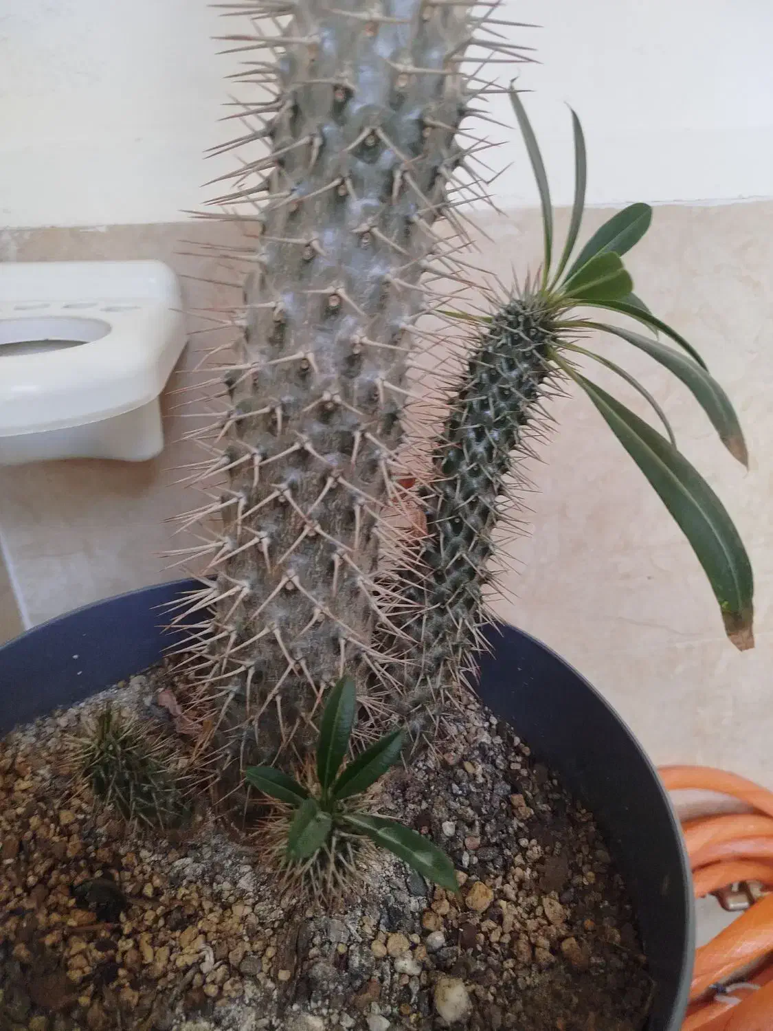 گل سرحال وزیبا.|گل و گیاه طبیعی|قزوین, |دیوار