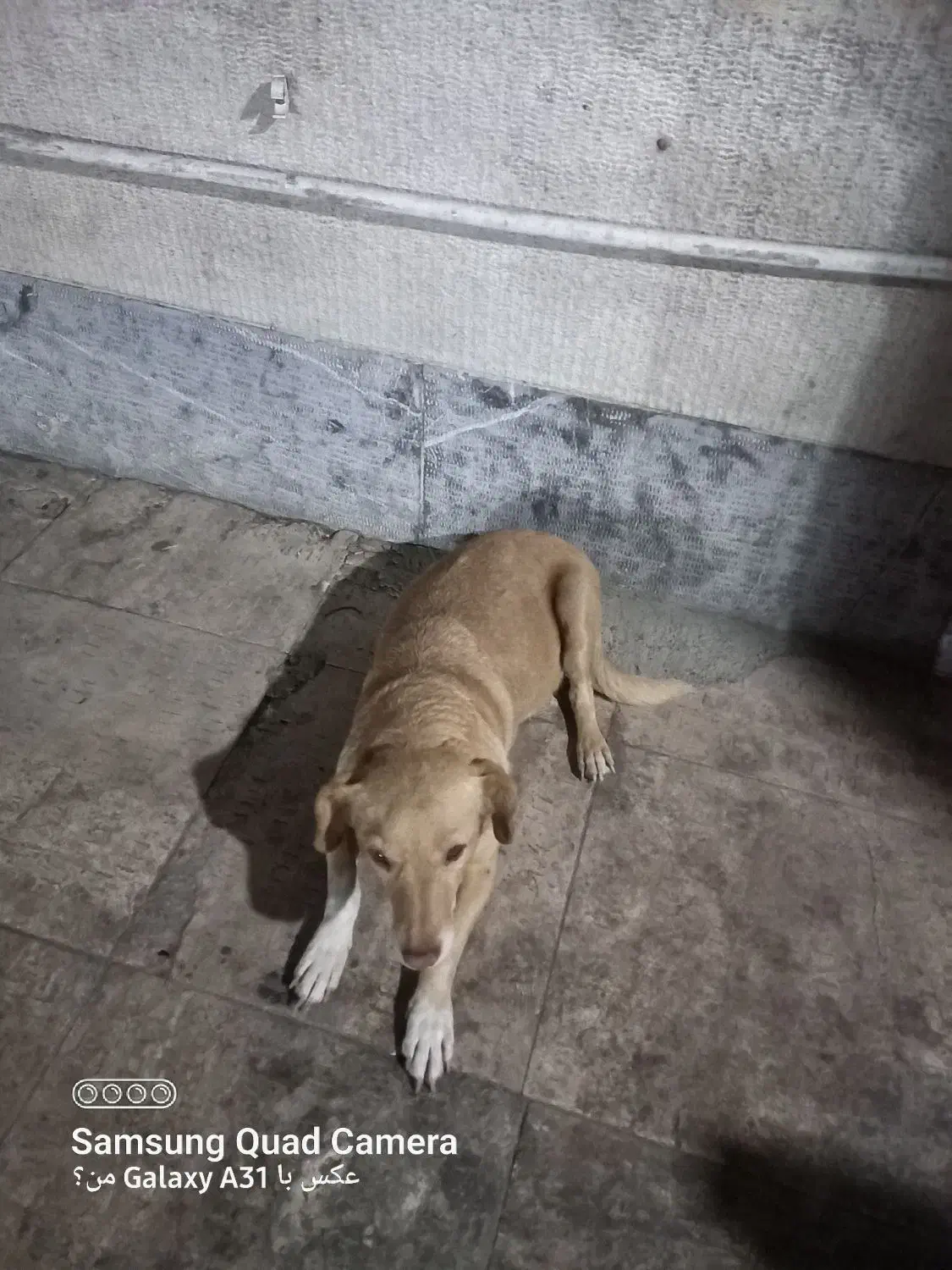 سگ پیدا شده|حیوانات|تهران, یاخجی آباد|دیوار