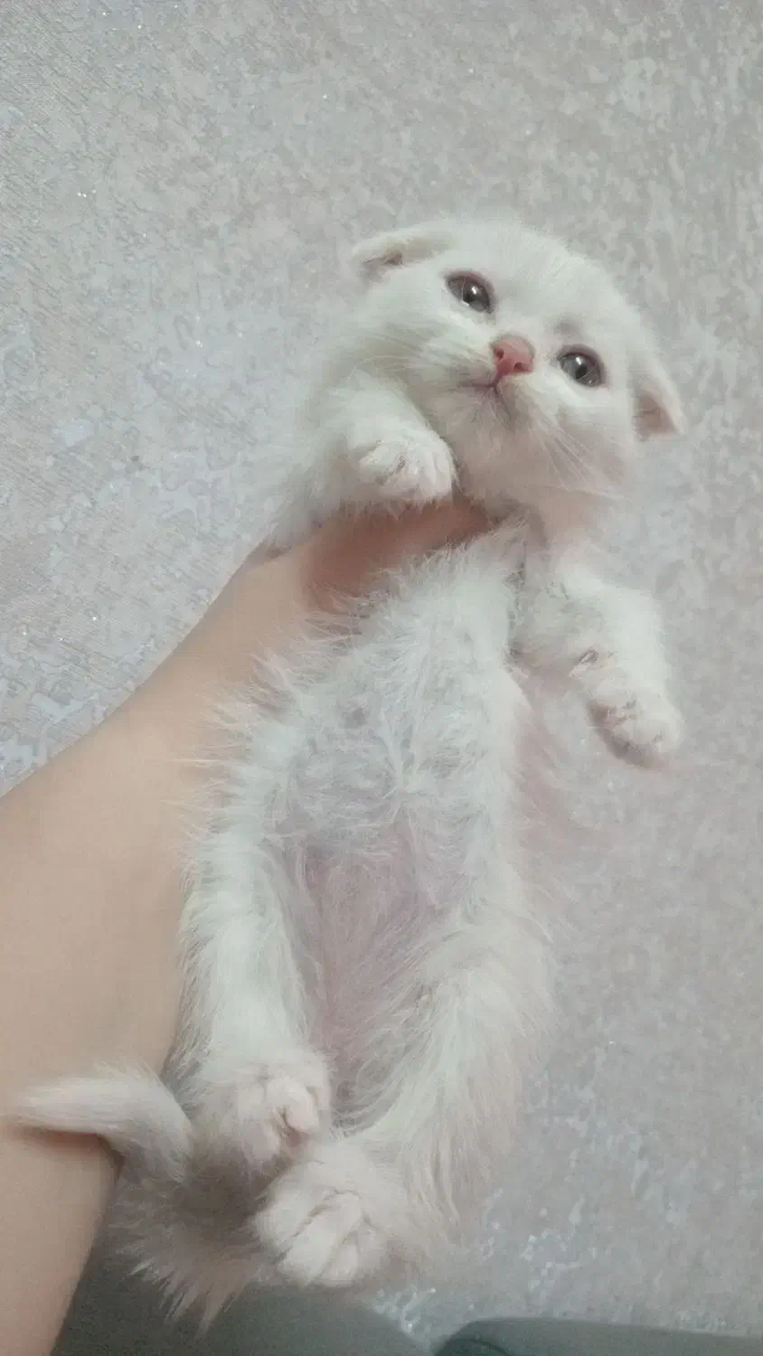 اسکاتیش بیریتیش/۲ماه/ فلد/ با اصالت گرید /خانگی|گربه|فردیس, شهرک ناز|دیوار