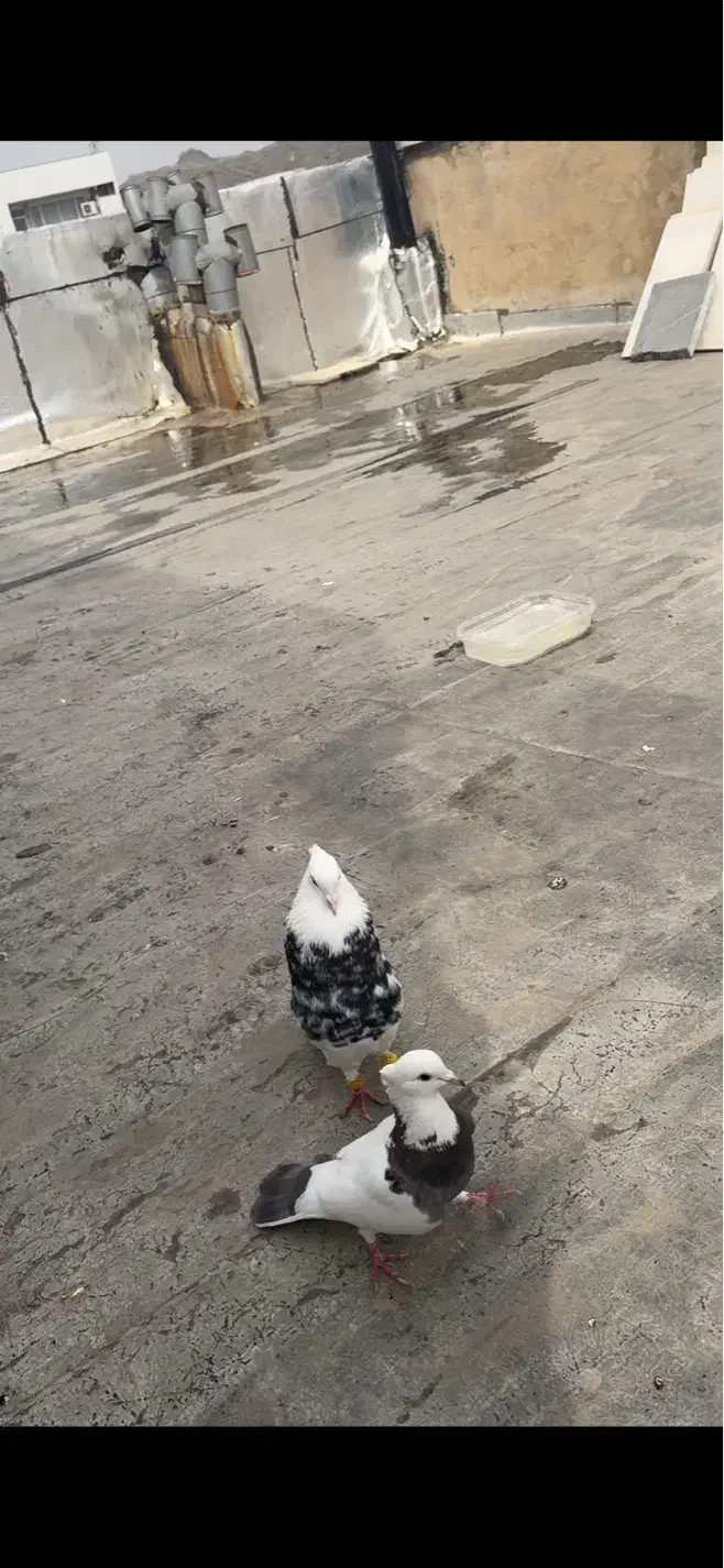 طوقی گمشده|حیوانات|خرم‌آباد, |دیوار