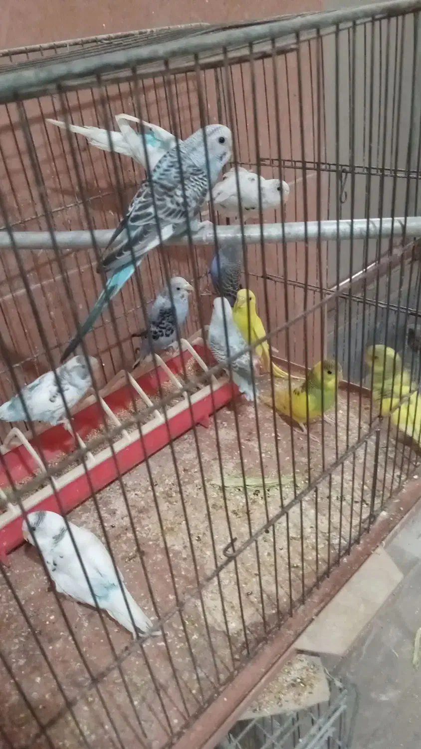 مرغ عشق دونخور یا مغولوف ده عدد|پرنده|قم, قلعه عموحسین|دیوار