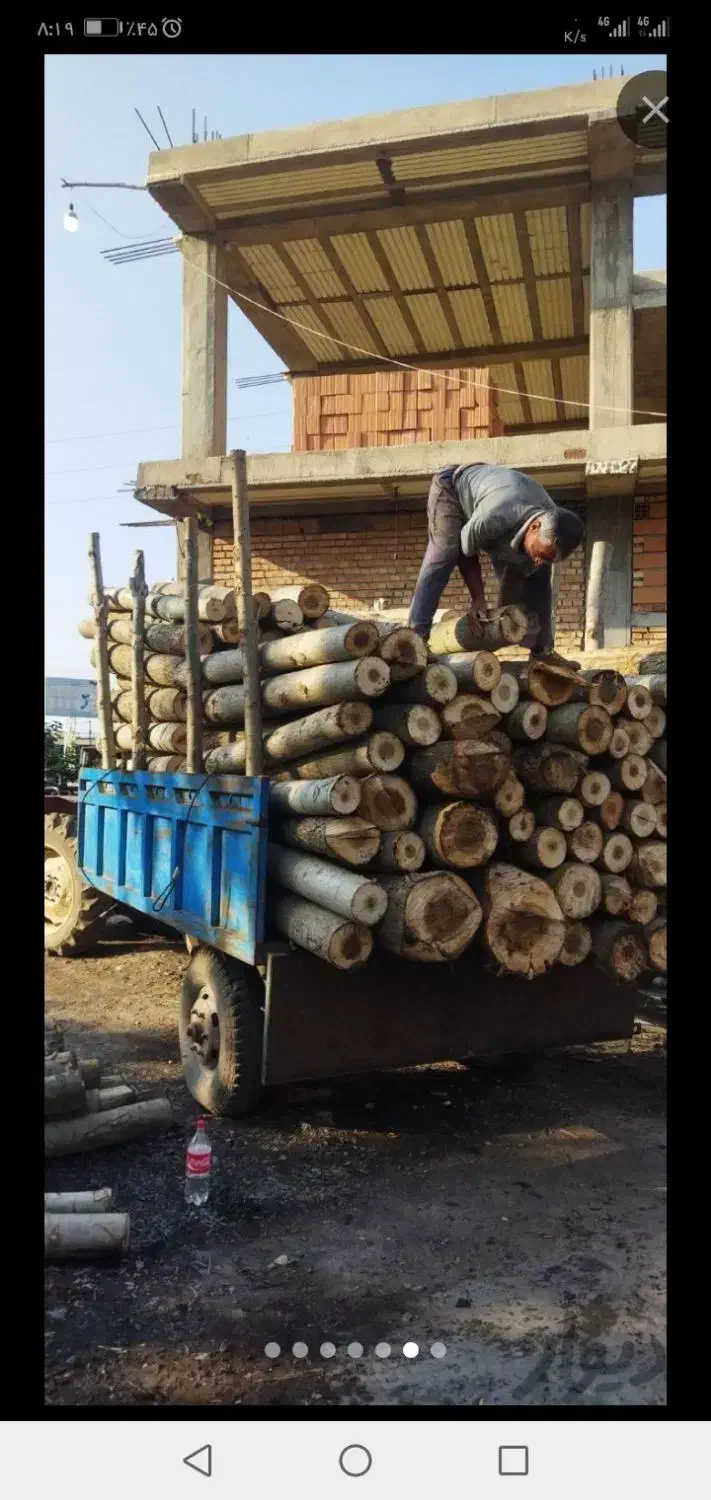 بالاترین خرید چوب و درخت باغی نقدی 7000|خدمات باغبانی و درختکاری|گرگان, |دیوار