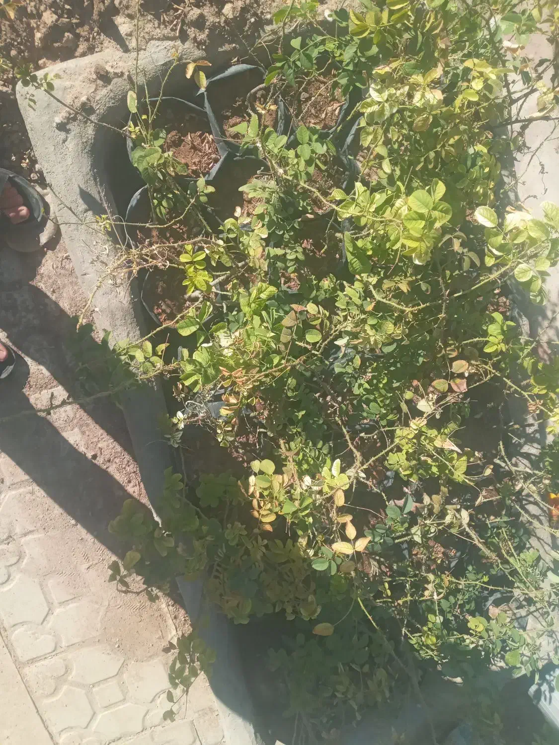 فروش گل محمدی|گل و گیاه طبیعی|فسا, |دیوار