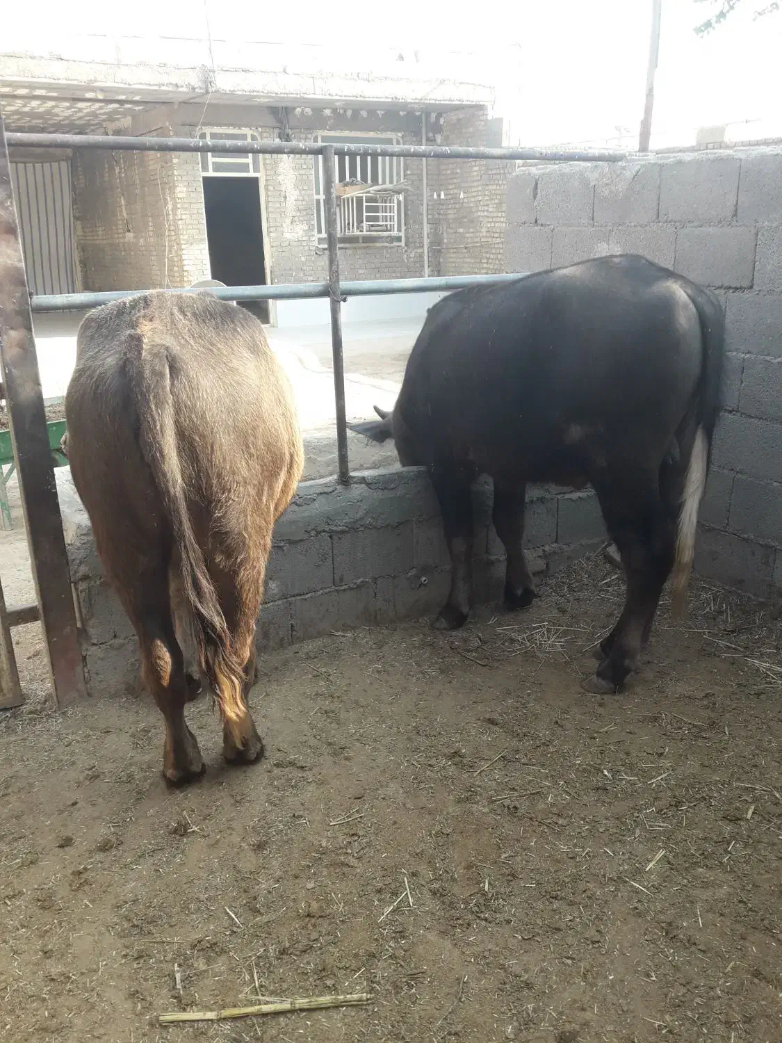 گاومیش ماده|حیوانات مزرعه|سوسنگرد, |دیوار