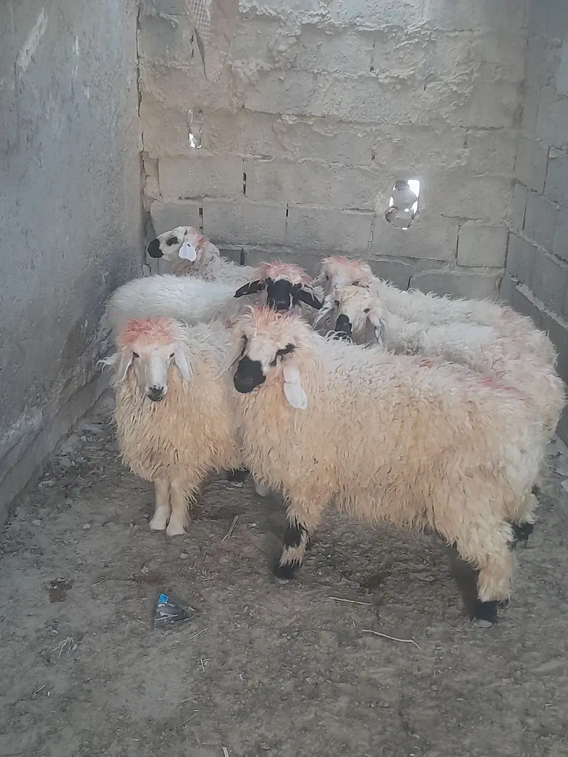 برهنروماده|حیوانات مزرعه|زابل, |دیوار