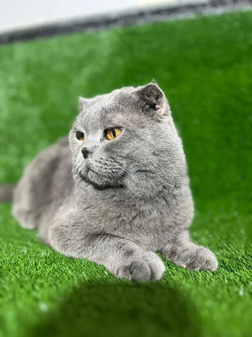 اسکاتیش نر برای جفت گیری|گربه|قزوین, |دیوار