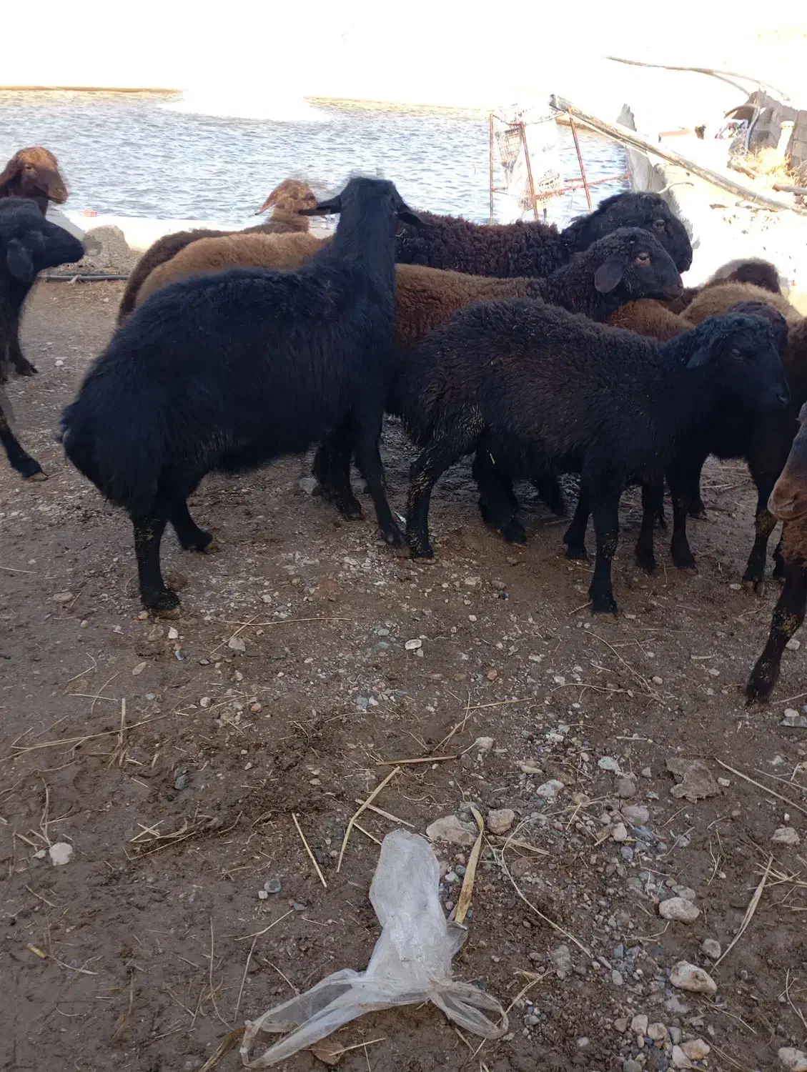 قوچ قره قزل ۳ساله|حیوانات مزرعه|ماهنشان, |دیوار