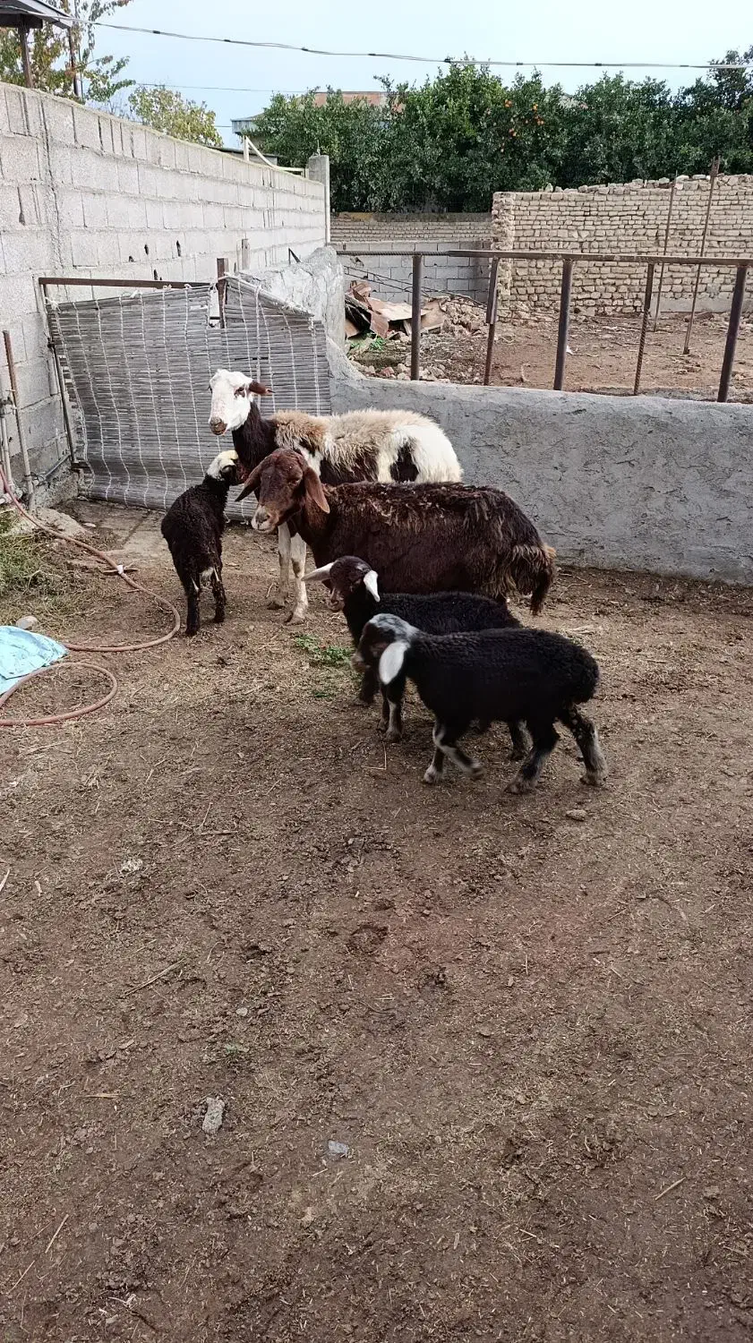 دوراس میش دوقلو یکی تک قل|حیوانات مزرعه|سیمین شهر, |دیوار