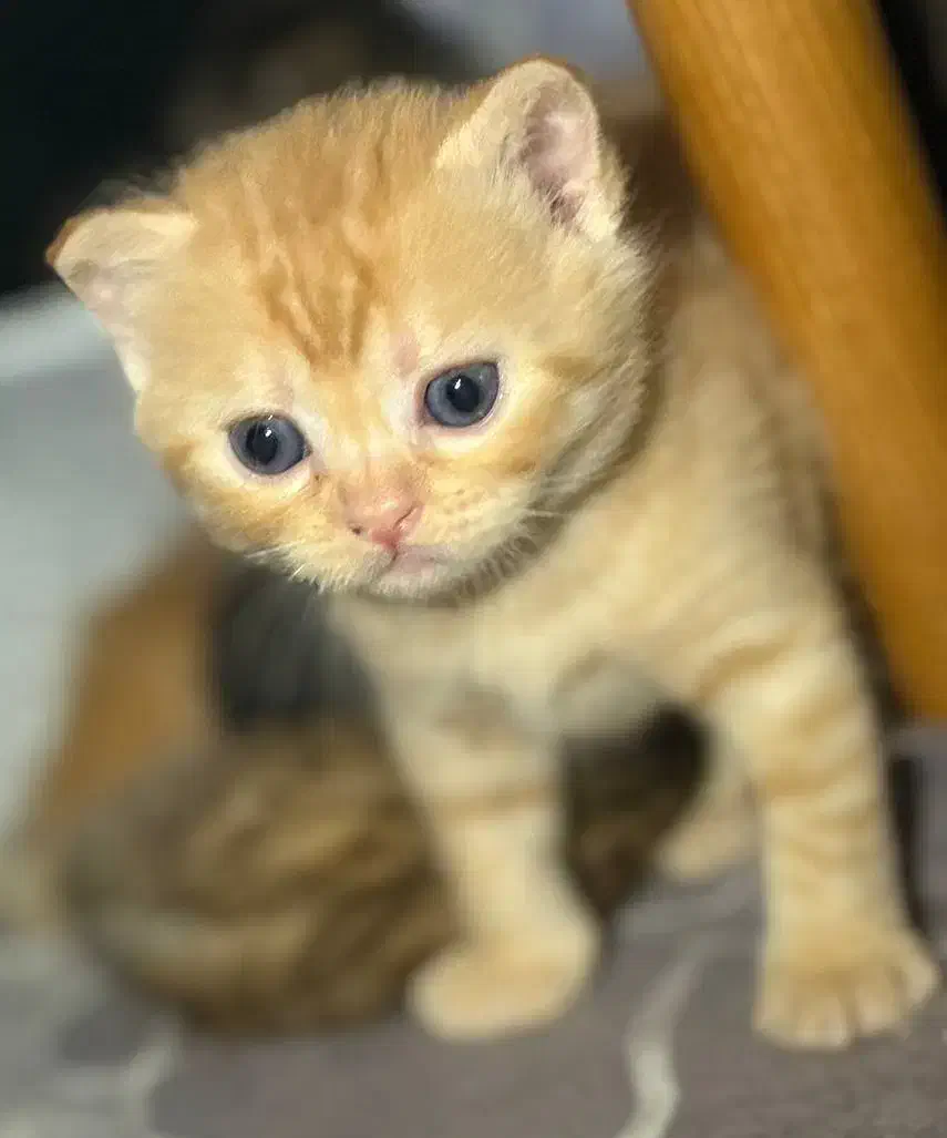 گربه بریتیش و اسکاتیش|گربه|گنبد کاووس, |دیوار