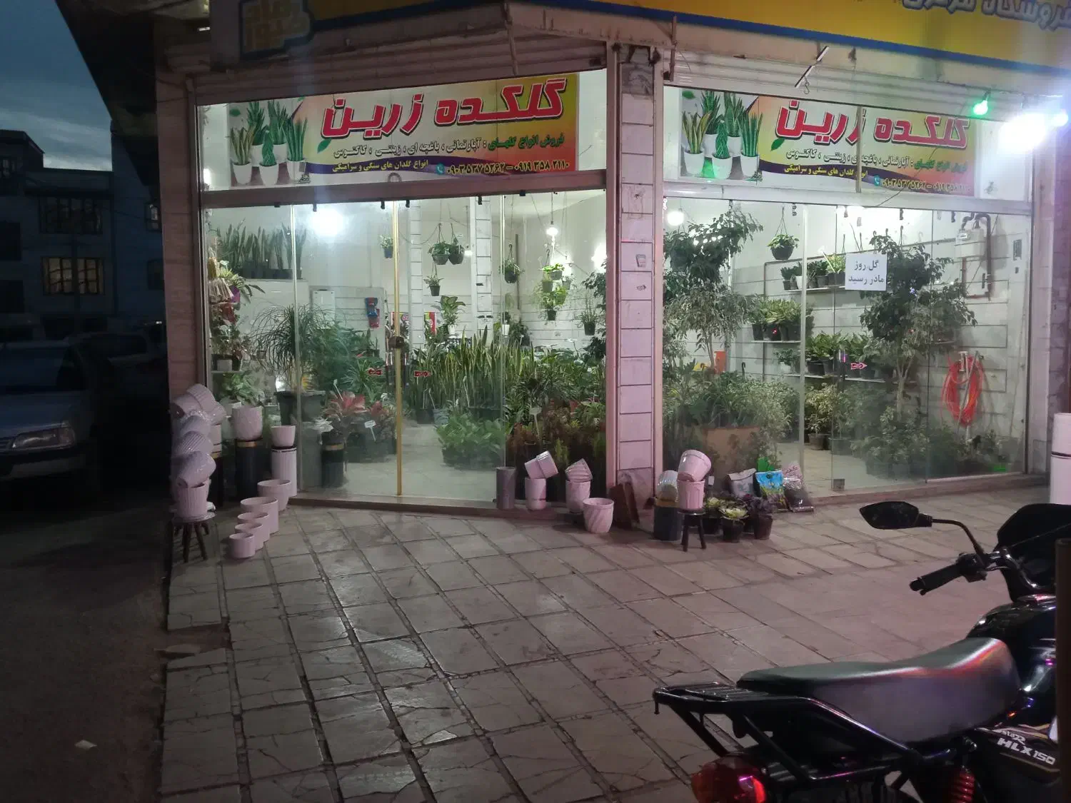 انواع گل های اپارتمانی باغچه ای و...|گل و گیاه طبیعی|بروجرد, |دیوار