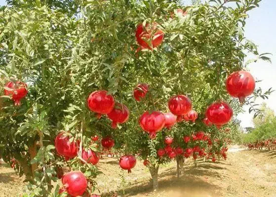 نهالستان پالیز دارای مجوز جهاد کشاورزی|خدمات باغبانی و درختکاری|لار, |دیوار