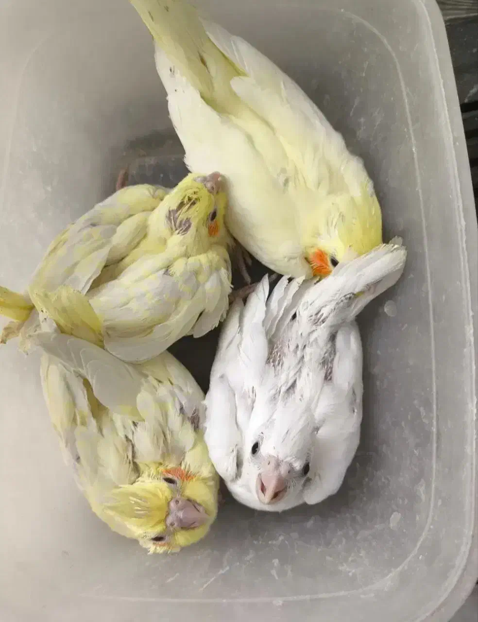 عروس هلندی سرلاکی همه نژاد|پرنده|قم, نوبهار|دیوار