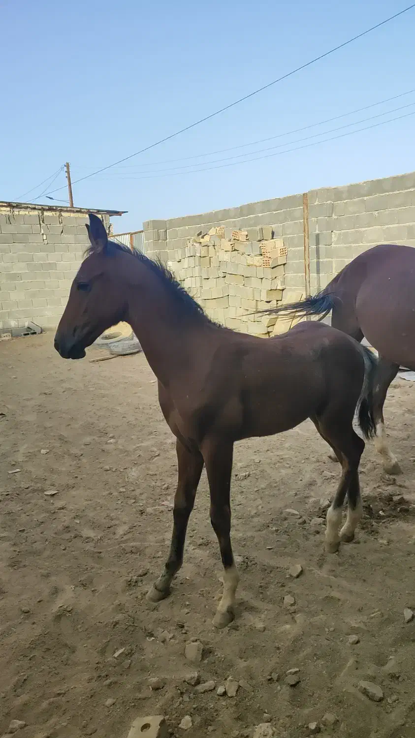 کره نریان هفت ماهه|اسب و تجهیزات اسب‌سواری|طبس, |دیوار