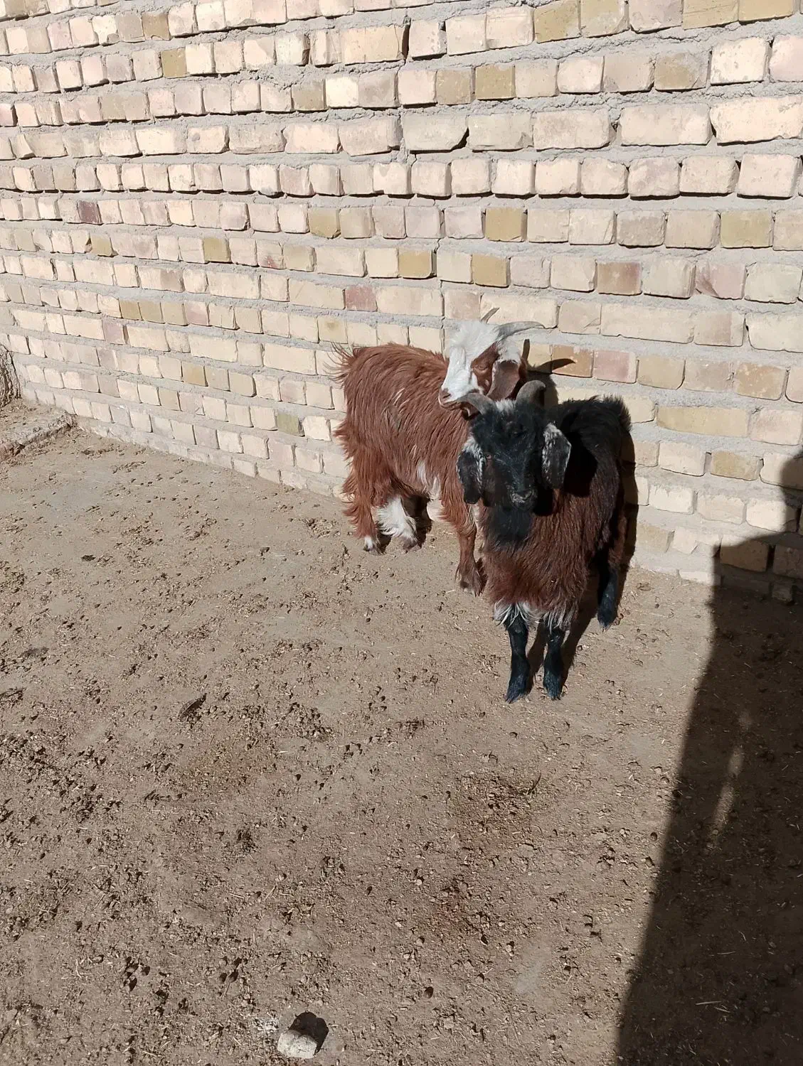 بزغاله|حیوانات مزرعه|نیشابور, بکاول|دیوار