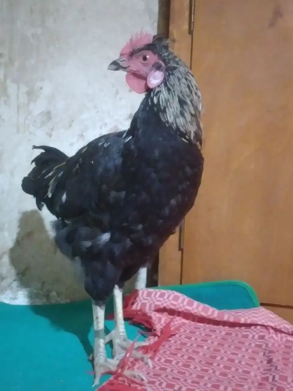 خروس سیاه  اصل محلی|حیوانات مزرعه|کلاله, |دیوار