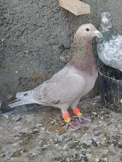 کبوتر|پرنده|سبزوار, توحیدشهر|دیوار