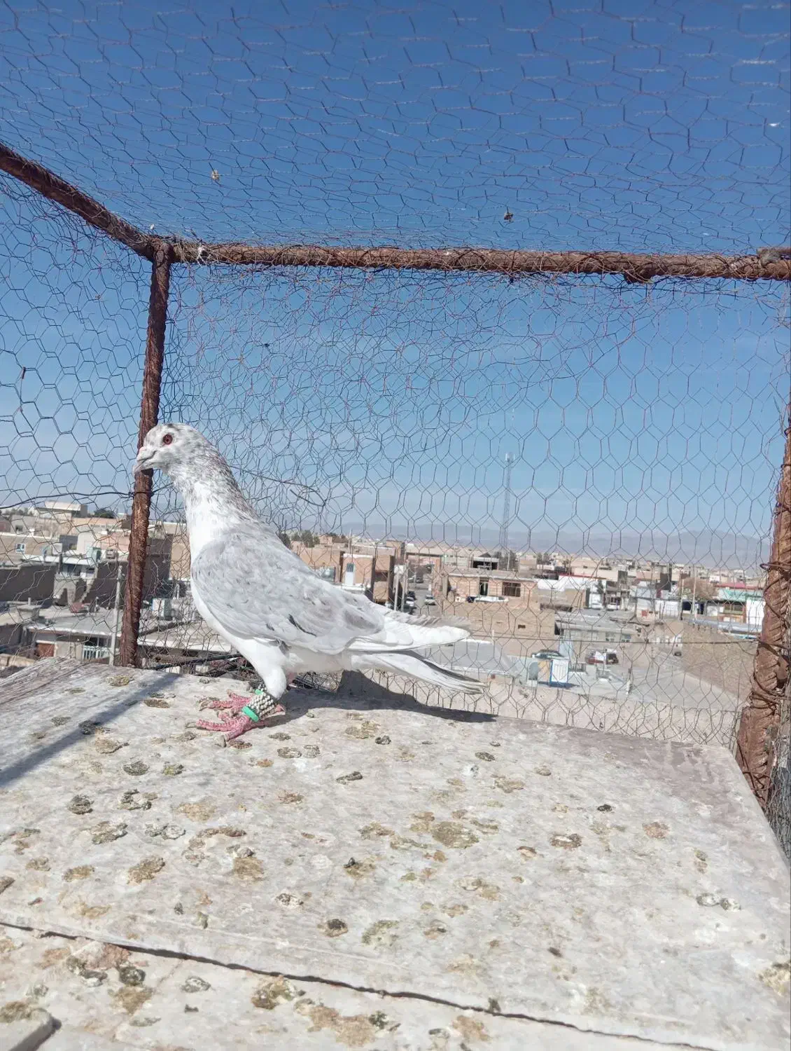 کفتر|حیوانات|سبزوار, شرق کال جنوبی (شمس آبادی)|دیوار