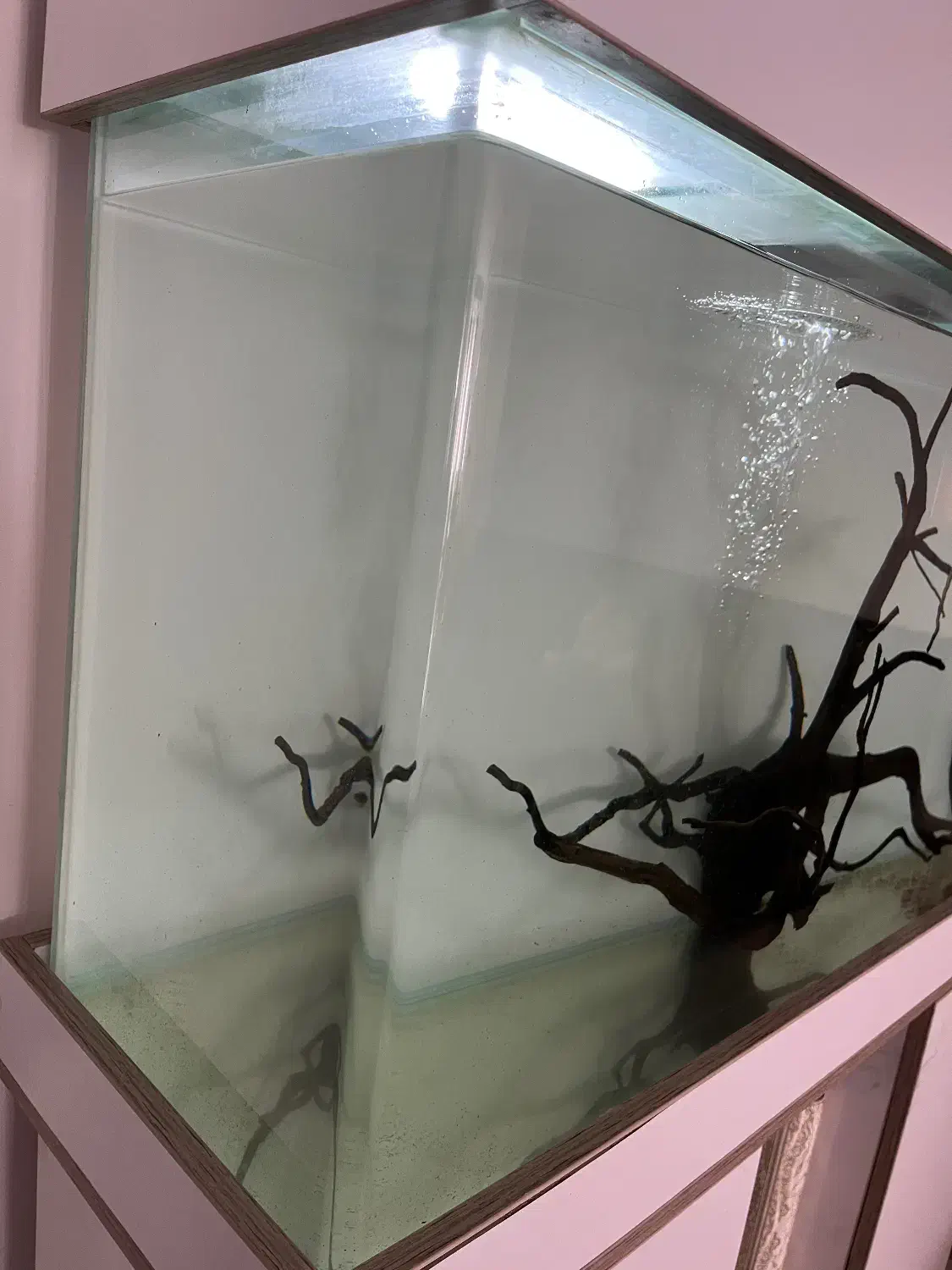 آکواریوم ماهی|ماهی|فردیس, داوری|دیوار