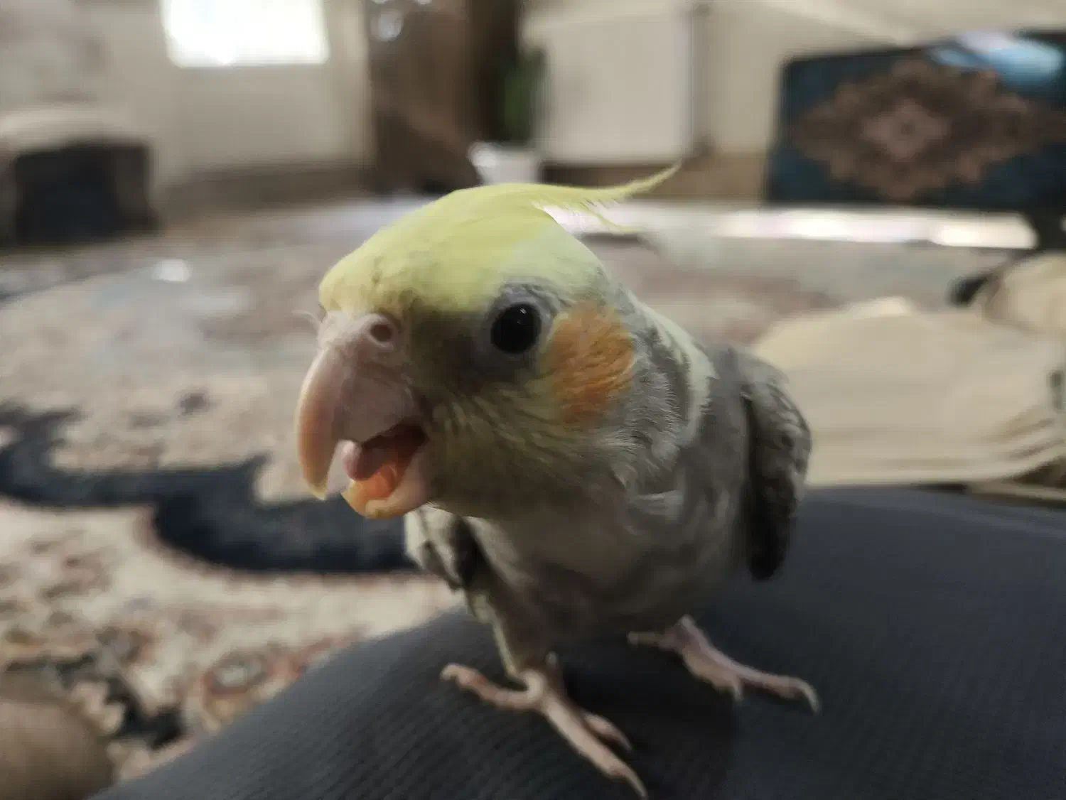 عروس هلندی|پرنده|قم, زنبیل آباد|دیوار