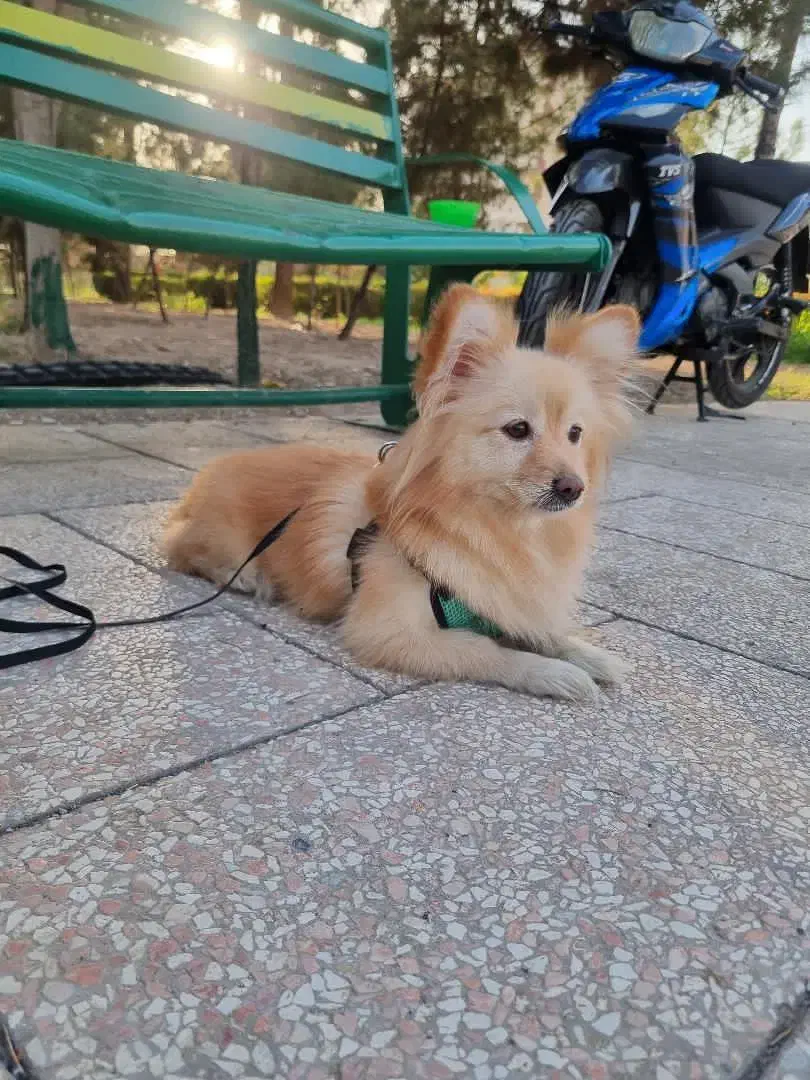 سگ پامر روباهی|سگ|تهران, شهرک زینبیه|دیوار